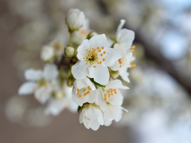 Обои природа, цветение, макро, весна, боке, nature, flowering, macro, spring, bokeh разрешение 6016x4000 Загрузить