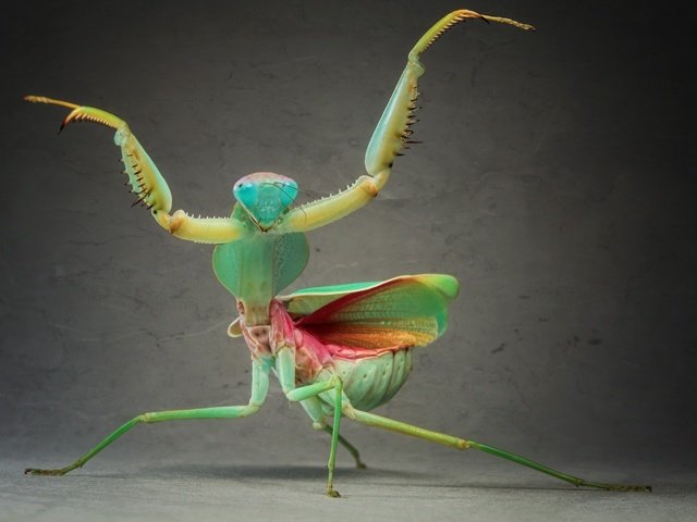 Обои зелёный, макро, насекомое, крылья, усики, богомол, лапки, green, macro, insect, wings, antennae, mantis, legs разрешение 4374x2877 Загрузить