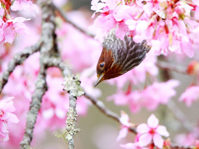 Обои дерево, цветение, птица, весна, tree, flowering, bird, spring разрешение 2048x1365 Загрузить