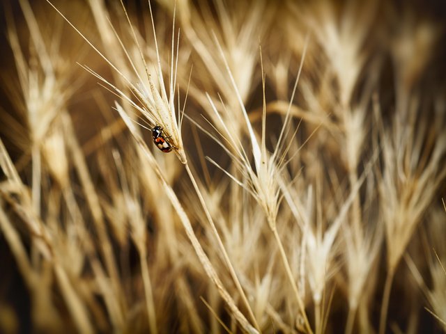 Обои жук, насекомое, божья коровка, колоски, beetle, insect, ladybug, spikelets разрешение 2048x1463 Загрузить