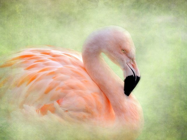 Обои фон, фламинго, птица, background, flamingo, bird разрешение 2048x1582 Загрузить