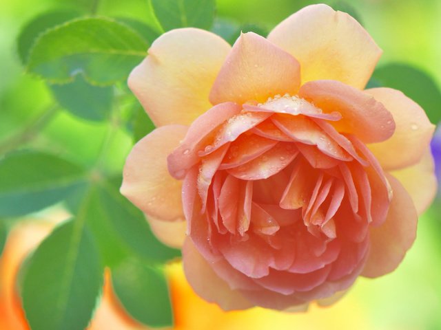 Обои макро, роза, лепестки, macro, rose, petals разрешение 2048x1152 Загрузить