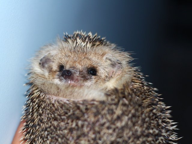 Обои животные, ежик, еж, носик, animals, hedgehog, spout разрешение 1920x1280 Загрузить