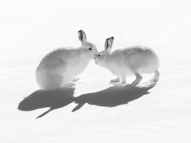 Обои снег, природа, зайцы, воздушны поцелуй, горный заяц, snow, nature, rabbits, kiss, mountain hare разрешение 2047x1321 Загрузить