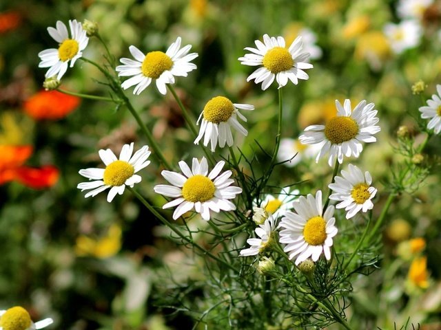 Обои цветы, природа, ромашки, белые, flowers, nature, chamomile, white разрешение 1920x1080 Загрузить