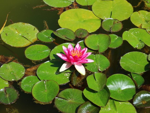 Обои цветы, красота, пруд, flowers, beauty, pond разрешение 1920x1280 Загрузить