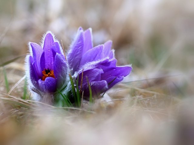 Обои цветы, природа, весна, сон-трава, прострел, pulsatilla, flowers, nature, spring, sleep-grass, cross разрешение 3691x2770 Загрузить