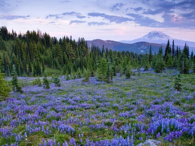 Обои цветы, деревья, природа, пейзаж, поле, flowers, trees, nature, landscape, field разрешение 2048x1365 Загрузить