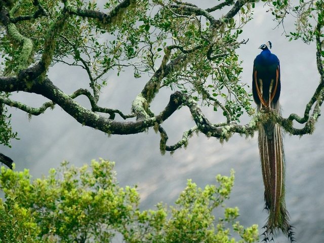 Обои птица, павлин, джунгли, изморось, красочная,     дерево, bird, peacock, jungle, mist, colorful, tree разрешение 2560x1600 Загрузить