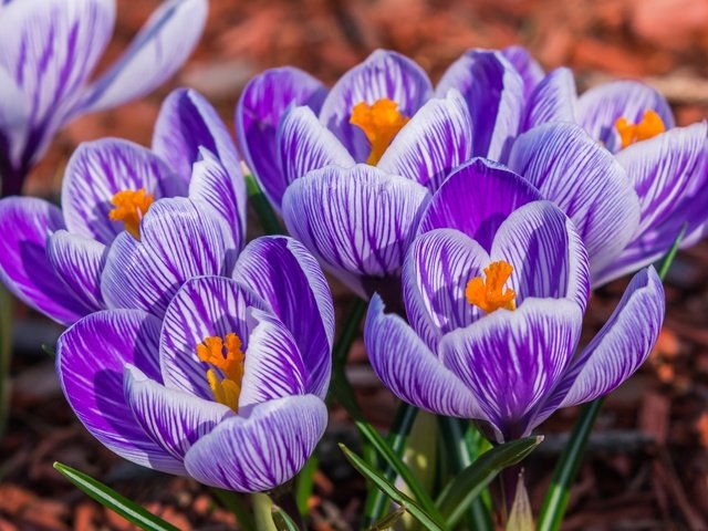 Обои макро, весна, крокус, шафран, macro, spring, krokus, saffron разрешение 2400x1611 Загрузить