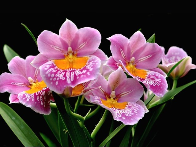 Обои экзотика, орхидеи, пятнистые, exotic, orchids, spotted разрешение 2048x1391 Загрузить