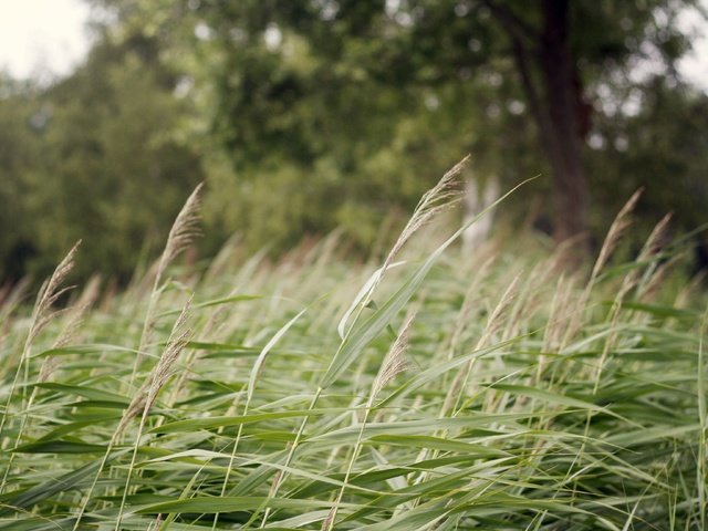 Обои трава, дерево, зеленые, колоски, grass, tree, green, spikelets разрешение 3888x2592 Загрузить