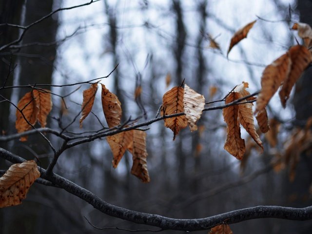 Обои дерево, листья, ветки, осень, сухие, tree, leaves, branches, autumn, dry разрешение 2880x1920 Загрузить