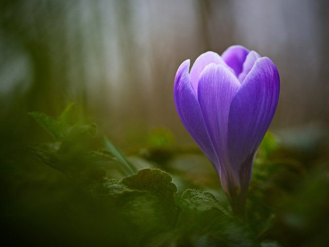 Обои макро, цветок, размытость, бутон, крокус, крупным планом, macro, flower, blur, bud, krokus, closeup разрешение 3840x2560 Загрузить