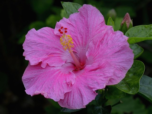 Обои макро, розовый, гибискус, macro, pink, hibiscus разрешение 2048x1365 Загрузить