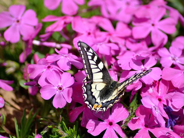 Обои цветы, насекомое, бабочка, розовые, флоксы, флокс, flowers, insect, butterfly, pink, phlox разрешение 2048x1365 Загрузить