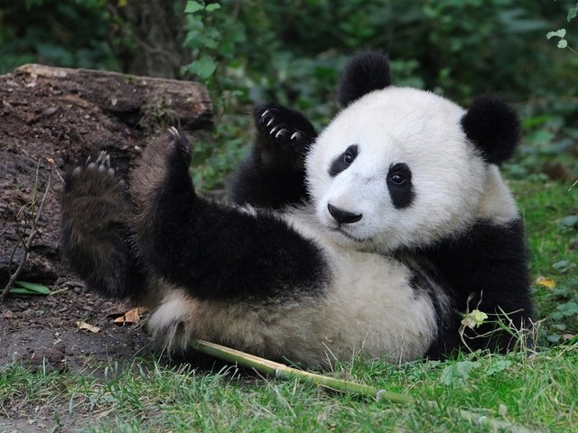 Обои панда, медведь, малыш, panda, bear, baby разрешение 2300x1412 Загрузить