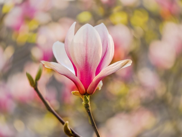 Обои ветка, макро, весна, магнолия, branch, macro, spring, magnolia разрешение 2048x1365 Загрузить