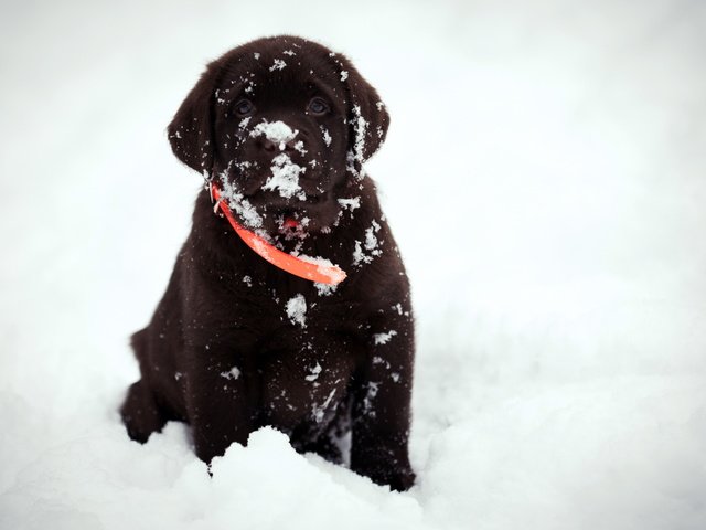 Обои снег, взгляд, собака, друг, snow, look, dog, each разрешение 2560x1709 Загрузить