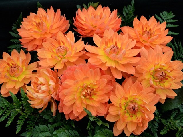 Обои лепестки, оранжевые, георгины, petals, orange, dahlias разрешение 2048x1362 Загрузить