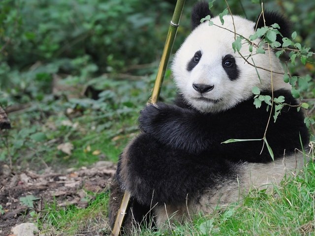 Обои панда, малыш, милый, panda, baby, cute разрешение 2200x1414 Загрузить