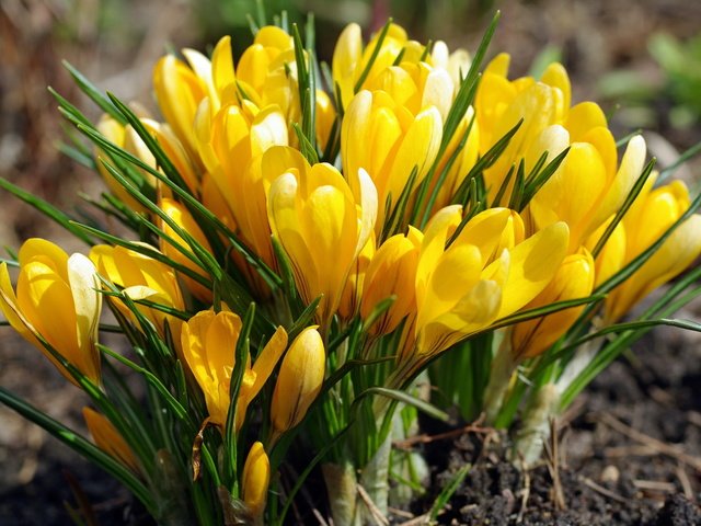 Обои весна, желтые, крокусы, spring, yellow, crocuses разрешение 2232x1484 Загрузить