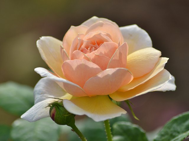 Обои макро, цветок, роза, лепестки, персиковый, macro, flower, rose, petals, peach разрешение 2048x1365 Загрузить