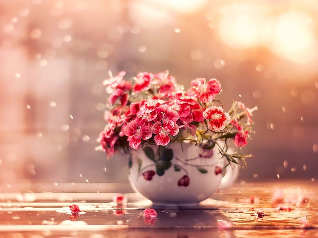 Обои цветы, дождь, чашка, flowers, rain, cup разрешение 2000x1526 Загрузить