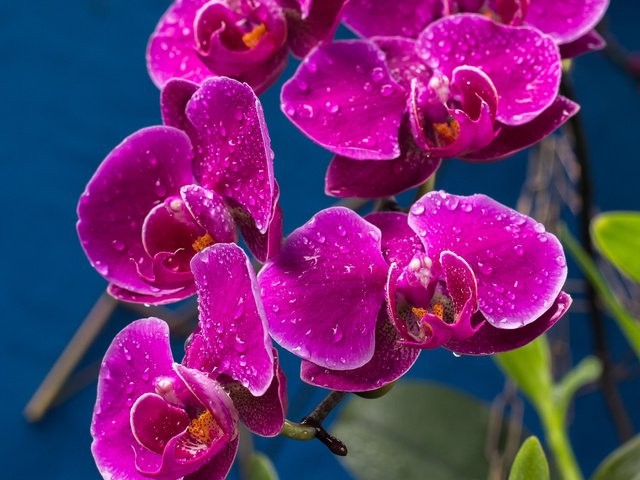 Обои капли, лиловый, орхидеи, drops, purple, orchids разрешение 2048x1365 Загрузить