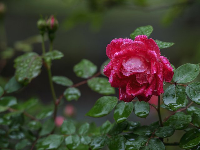 Обои капли, роза, бутон, после дождя, drops, rose, bud, after the rain разрешение 2048x1367 Загрузить