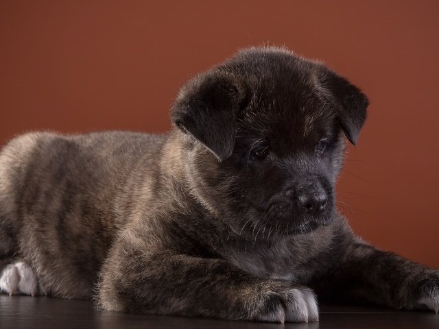 Обои собака, щенок, порода, американская, американская акита, акита, dog, puppy, breed, american, american akita, akita разрешение 3000x1876 Загрузить