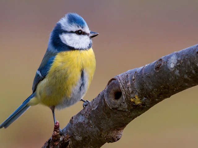 Обои ветка, птица, синица, яркая, лазоревка, клювик, branch, bird, tit, bright, blue tit, beak разрешение 2043x1293 Загрузить