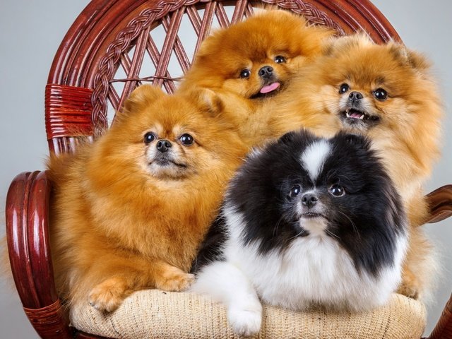 Обои пушистые, кресло, квартет, шпиц, fluffy, chair, quartet, spitz разрешение 2500x1743 Загрузить