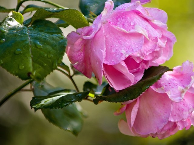 Обои бутоны, розы, розовые, buds, roses, pink разрешение 2400x1590 Загрузить