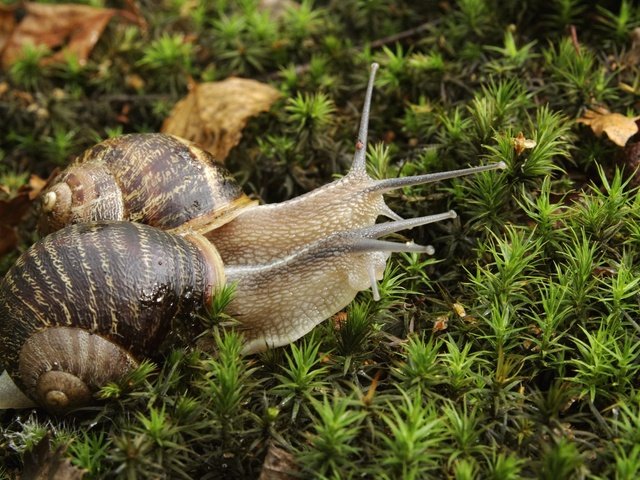 Обои растения, мох, пара, улитка, улитки, рожки, раковина, plants, moss, pair, snail, snails, horns, sink разрешение 2048x1365 Загрузить