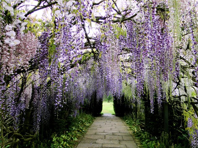 Обои цветы, цветение, парк, ветки, гроздья, глициния, вистерия, flowers, flowering, park, branches, bunches, wisteria разрешение 2592x1944 Загрузить