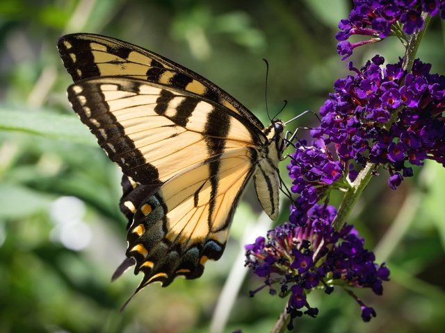 Обои насекомое, цветок, бабочка, крылья, красавица, insect, flower, butterfly, wings, beauty разрешение 2048x1365 Загрузить