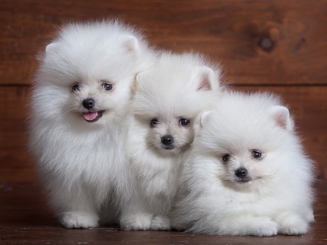 Обои пушистый, белый, щенок, собаки, трио, шпиц, fluffy, white, puppy, dogs, trio, spitz разрешение 3400x2231 Загрузить