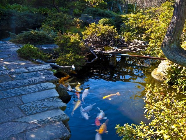 Обои камни, японский сад, дорожка, нагасаки, кусты, япония, сад, разноцветная, пруд, рыба, stones, japanese garden, track, nagasaki, the bushes, japan, garden, colorful, pond, fish разрешение 2880x1916 Загрузить