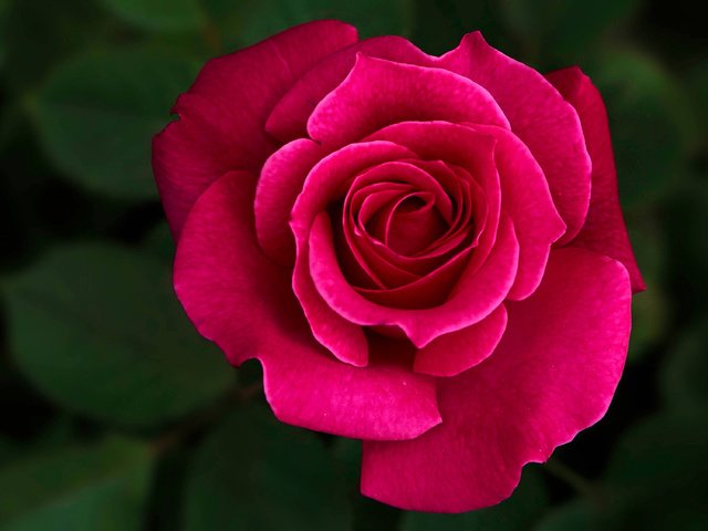 Обои макро, роза, бутон, macro, rose, bud разрешение 3708x2246 Загрузить