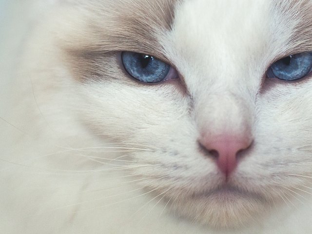 Обои мордочка, кошка, взгляд, голубые глаза, рэгдолл, muzzle, cat, look, blue eyes, ragdoll разрешение 3917x1958 Загрузить