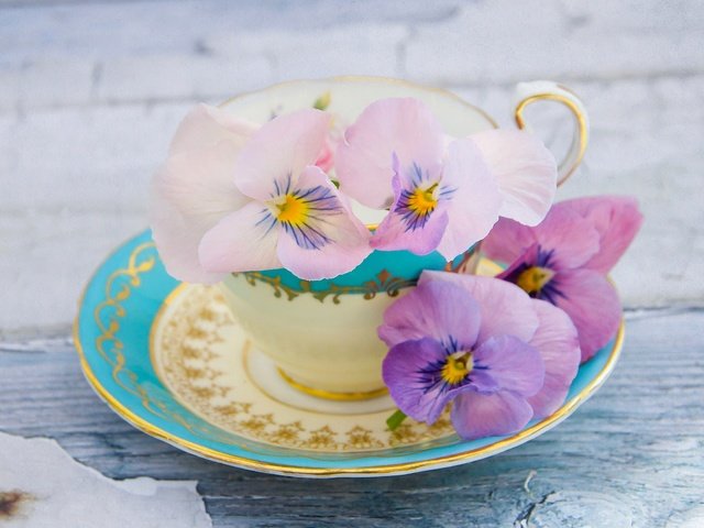 Обои лепестки, блюдце, чашка, анютины глазки, виола, petals, saucer, cup, pansy, viola разрешение 2043x1536 Загрузить