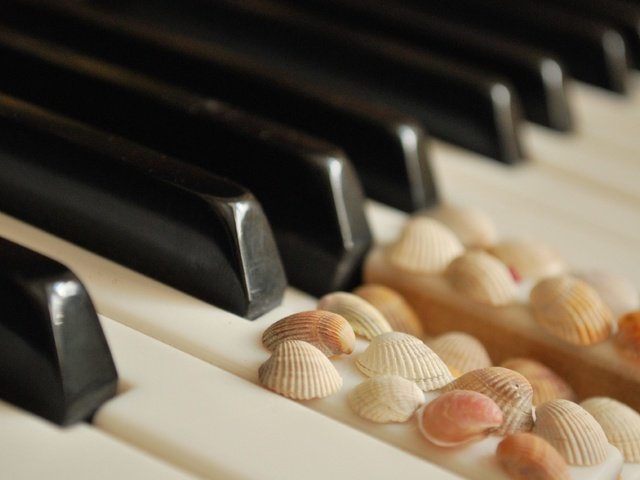 Обои ракушки, белые, пианино, клавиши, чёрные, shell, white, piano, keys, black разрешение 3872x2508 Загрузить