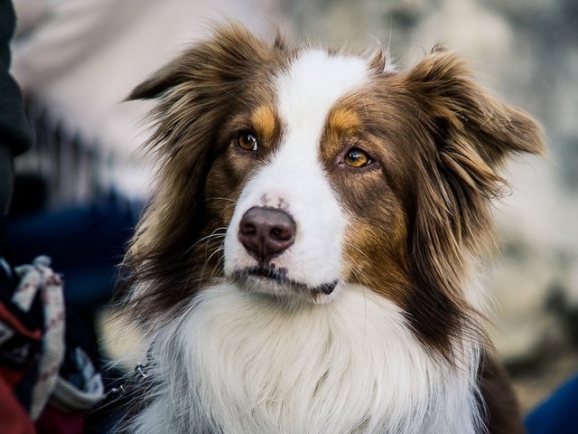 Обои взгляд, собака, друг, австралийская овчарка, look, dog, each, australian shepherd разрешение 1920x1200 Загрузить