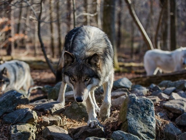 Обои камни, лес, взгляд, хищник, волки, волк, stones, forest, look, predator, wolves, wolf разрешение 2048x1242 Загрузить