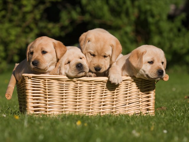 Обои трава, щенки, корзинка, собаки, grass, puppies, basket, dogs разрешение 3888x2592 Загрузить