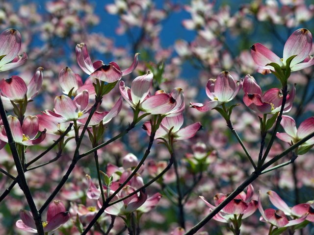 Обои природа, цветение, весна, вишня, cherry blossom, nature, flowering, spring, cherry разрешение 2560x1745 Загрузить