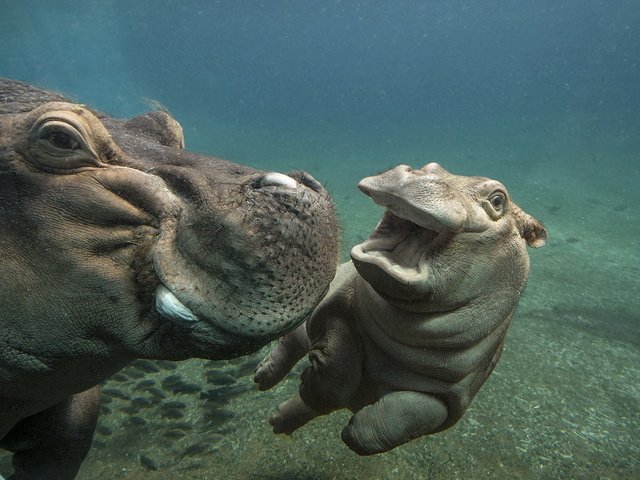 Обои вода, природа, бегемоты, зоо, water, nature, hippos, zoo разрешение 1920x1200 Загрузить