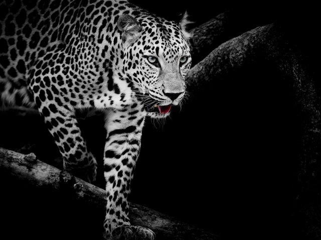 Обои кошка, чёрно-белое, леопард, хищник, cat, black and white, leopard, predator разрешение 1920x1280 Загрузить