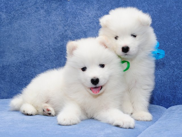 Обои парочка, щенки, собаки, самоед, самоедская собака, a couple, puppies, dogs, samoyed, the samoyed разрешение 3466x2526 Загрузить